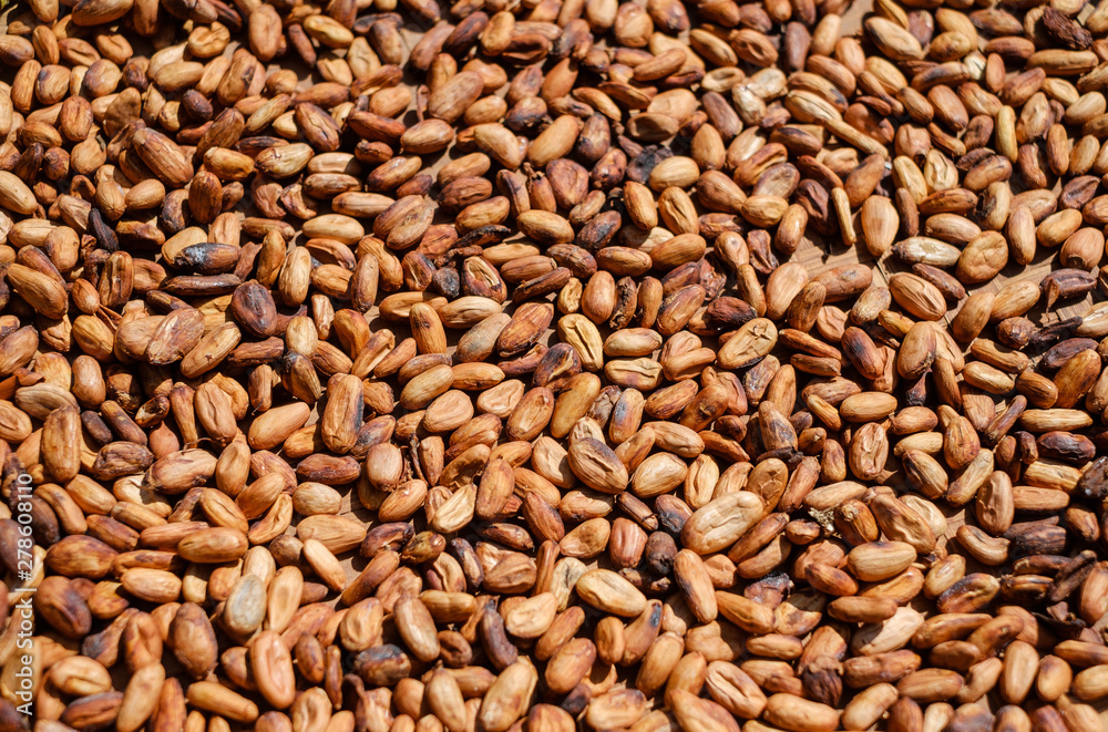 Drying of cocoa beans after the harvest. Raw cacao beans. Drying of cocoa beans after the harvest. Raw cacao beans.