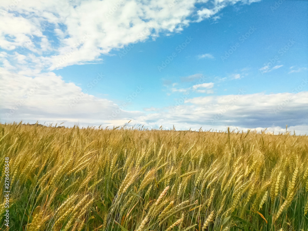 landscapes of the surrounding nature