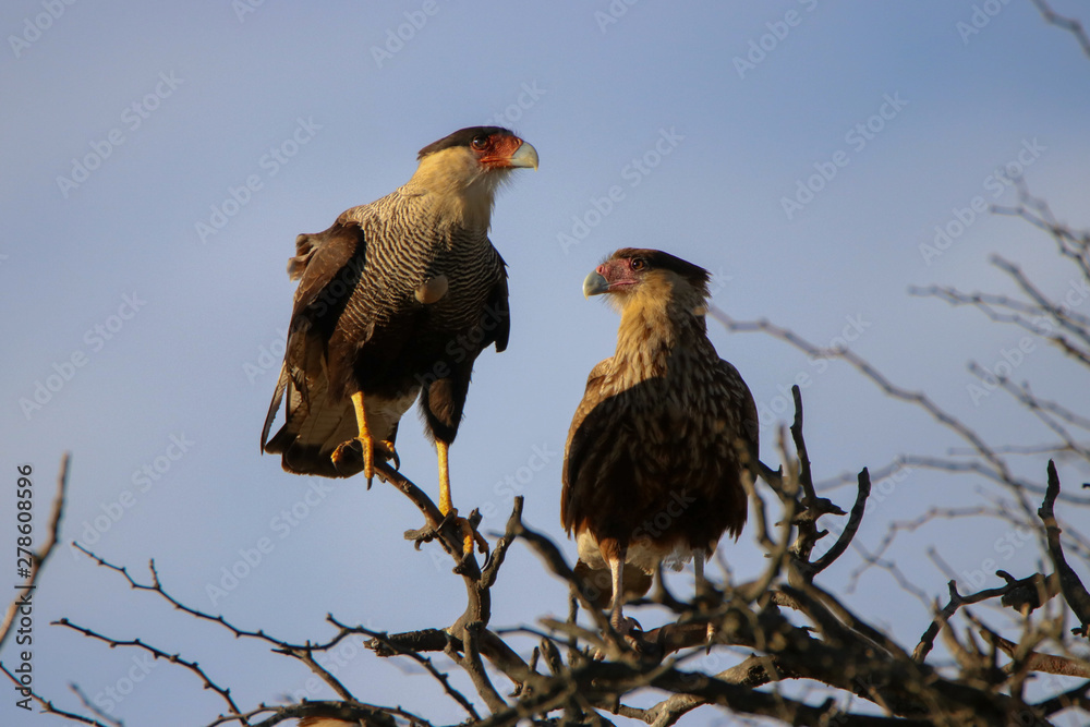 pair of birds pair of birds