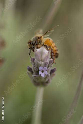 bee on a flower  © Fran