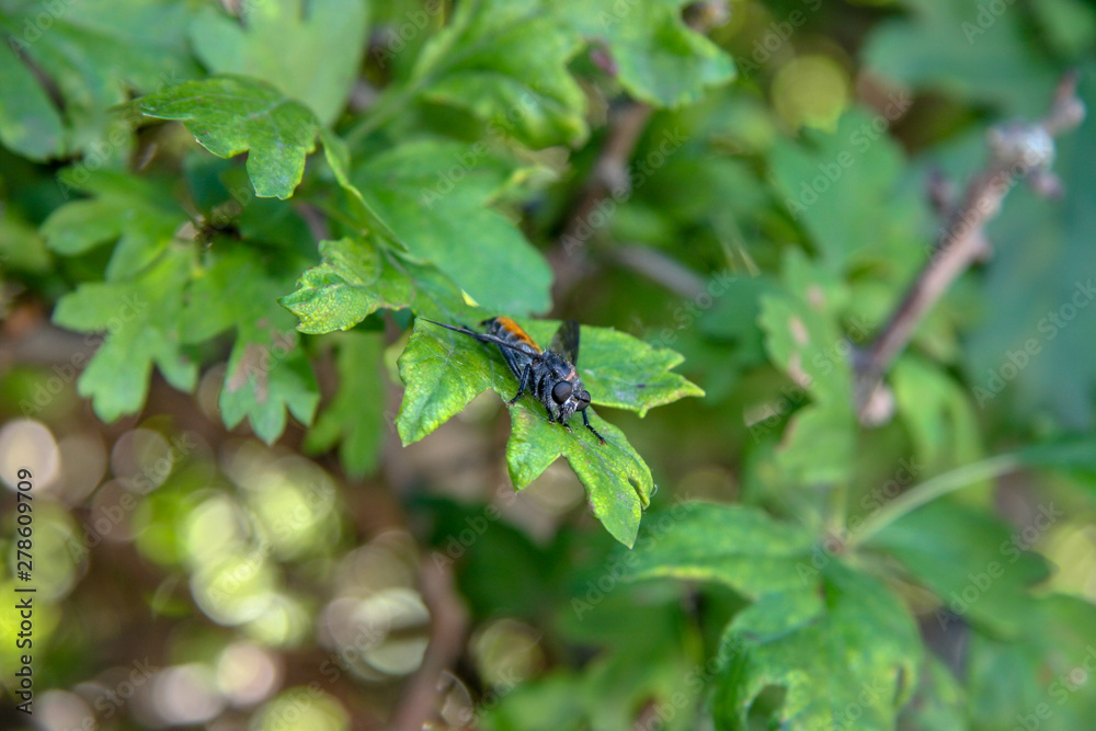 Dangerous insect hornet sitting on a green leaf. Big black eyes, orange back. The background is blurred. Selective focus. Dangerous insect hornet sitting on a green leaf. Big black eyes, orange back. The background is blurred. Selective focus.