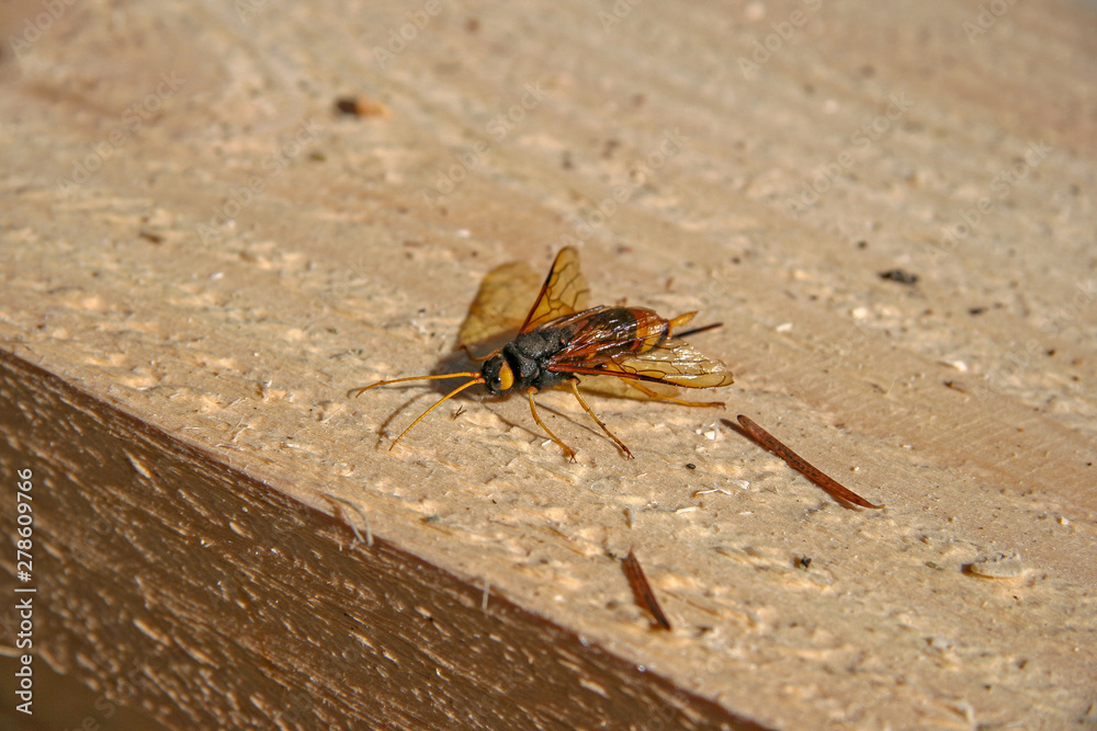 A dangerous insect hornet with a sting sits on a wooden beam. Big yellow eyes, yellow mustache, paws and wings. Selective focus. Close-up. A dangerous insect hornet with a sting sits on a wooden beam. Big yellow eyes, yellow mustache, paws and wings. Selective focus. Close-up.