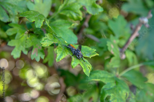 Dangerous insect hornet sitting on a green leaf. Big black eyes, orange back. The background is blurred. Selective focus. © Vladimir Kazakov