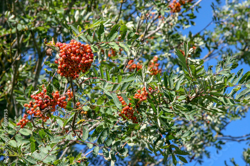 Bunches of red and orange ripe rowan on a tree. Green leaves. Clear sunny day with blue sky.