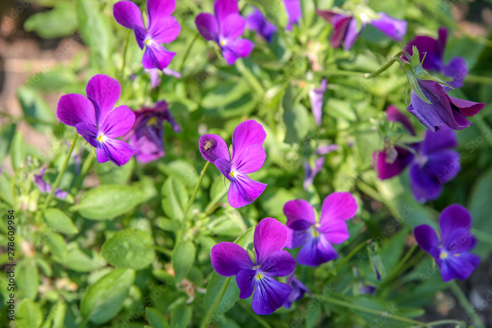 Many beautiful purple flowers in the shape of a butterfly. Selective focus. On the flower sits a fly. The background is green.