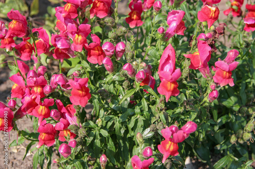 Many half-open buds of flowers of fuchsia color with green stems and leaves. Villi on flowers. A little yellow color. Selective focus.