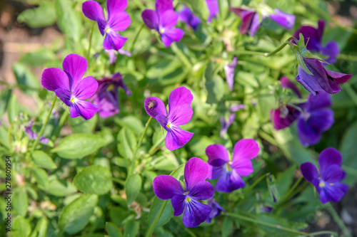 Many beautiful purple flowers in the shape of a butterfly. Selective focus. On the flower sits a fly. The background is green.