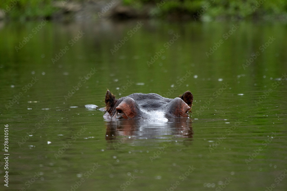 Fototapeta premium Hippopotamus in water