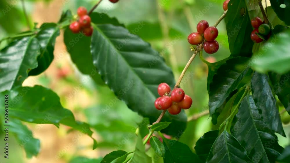 Hand picking coffee beans from branch of coffee plant Hand picking coffee beans from branch of coffee plant