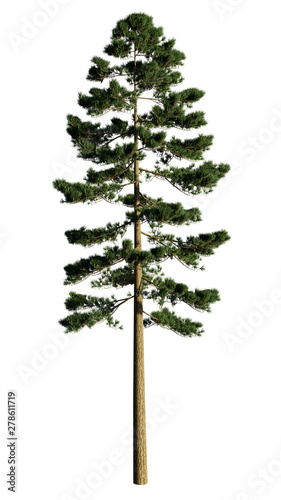 Pinus Ponderosa. Isolated on white. 