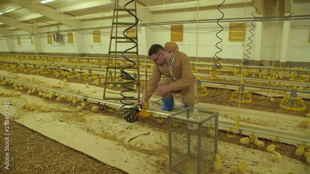The engineer checking work mechanism on poultry farm. 4K The engineer checking work mechanism on poultry farm. 4K