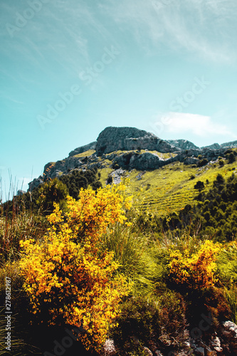 Yellow flowers in the nature landscape with mountain background. National Park  Serra de Tramuntana  Mallorca  Spain   Balearic Islands