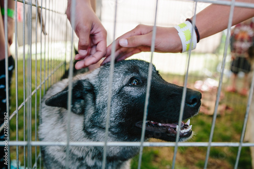 Hands petting a Norwegian Elk Hound in an outside pen photo