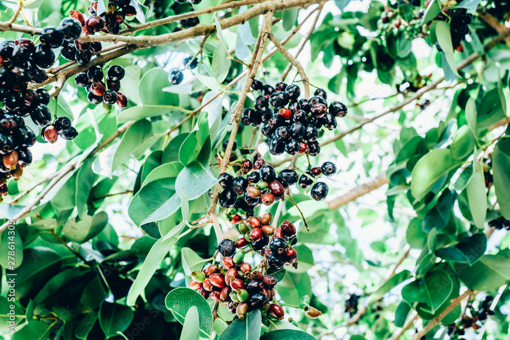 Java Plum, Lomboy, Duhat Tree, Syzygium Cumini, Tropical, 59% OFF