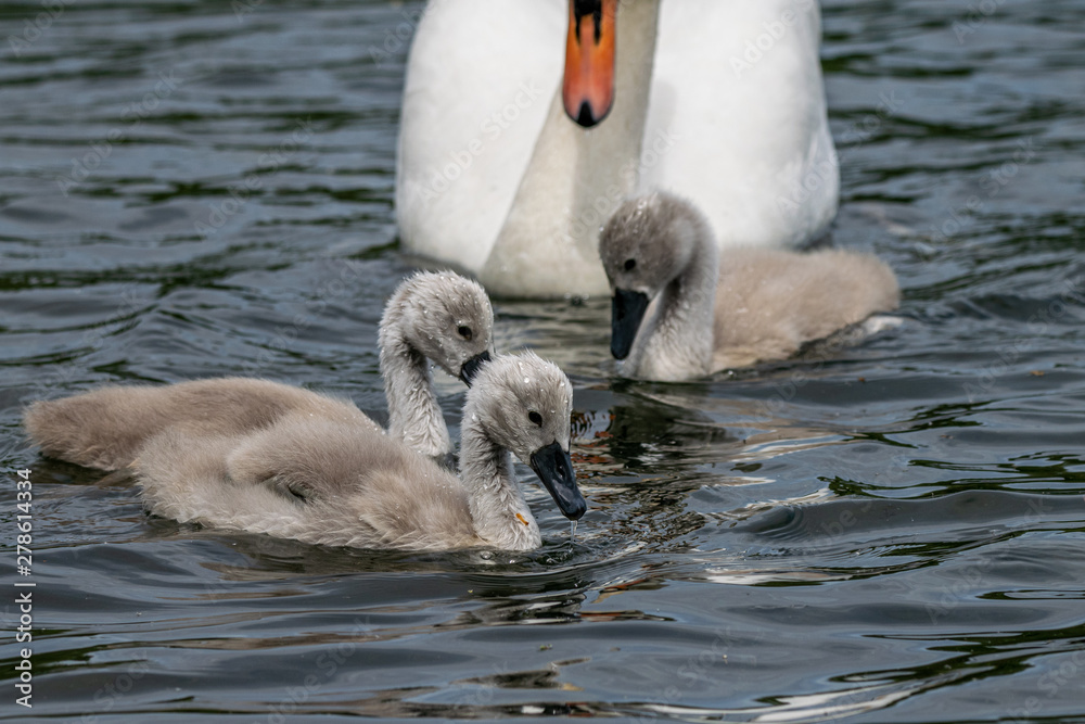 Mute cygnet swans with adult bird Mute cygnet swans with adult bird