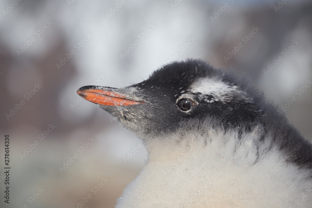 Naklejka premium Chicks penguin Gentoo. Baby penguin portrait in Antarctic region, Argentine islands.