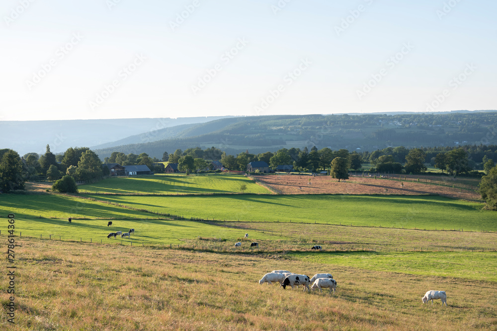beautiful landscape of the belgian ardennes with cattle in warm evening light