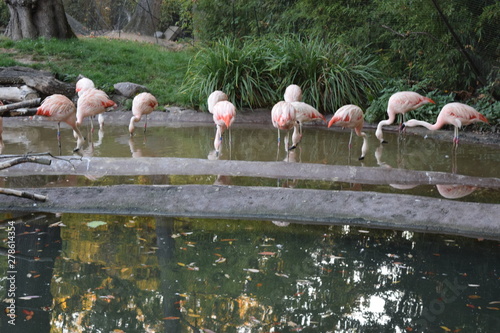 flamingo 3