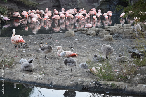 flamingo 4