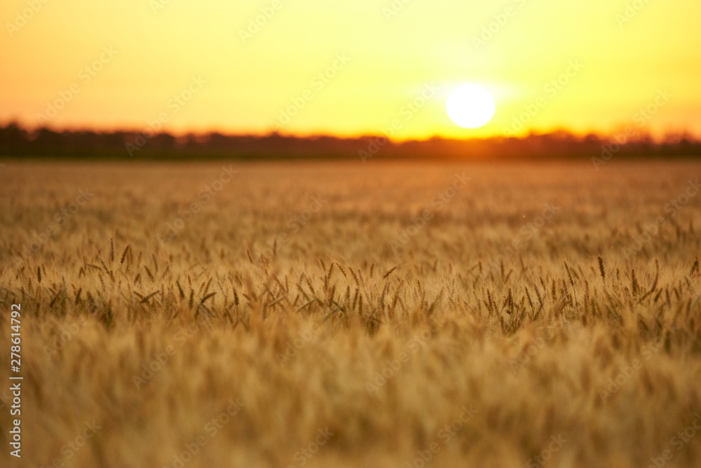 Field with a harvest of ripe golden wheat, sunset.