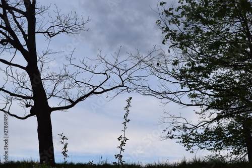 trees and sky