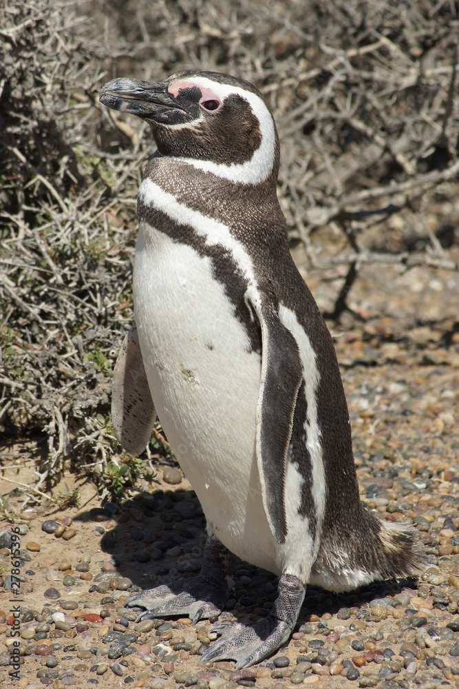 Naklejka premium Magellanic Penguin, Spheniscus magellanicus