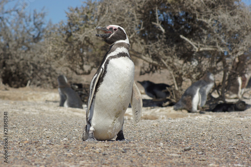 Magellanic Penguin, Spheniscus magellanicus