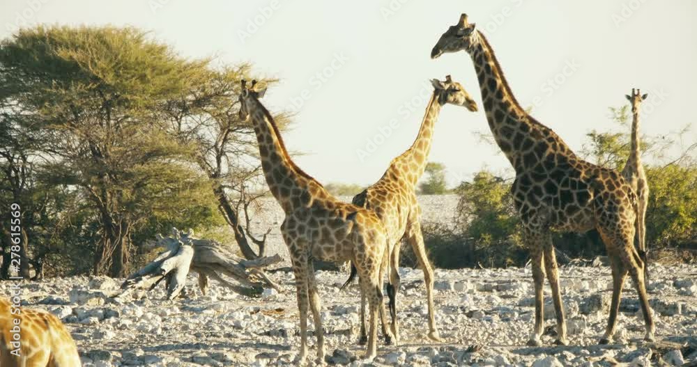 group giraffes. South Africa, Namibia group giraffes. South Africa, Namibia