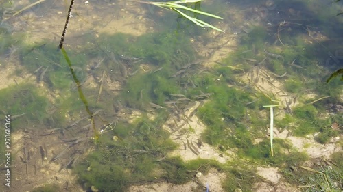 Multitude of small young fish swimming near forest lake shore. Green algae in water. Sunny spring day. No person. Closeup shot. Europe, Ukraine, Kyiv photo