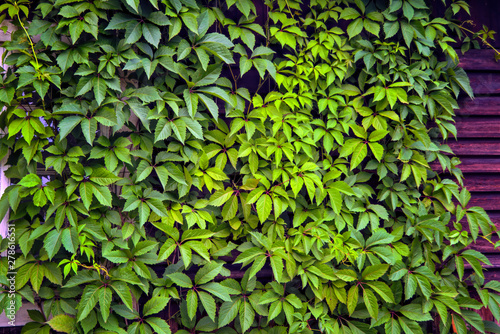 The wall of an old wooden house entwined with a leaf of a climbing plant. © Anatoliy