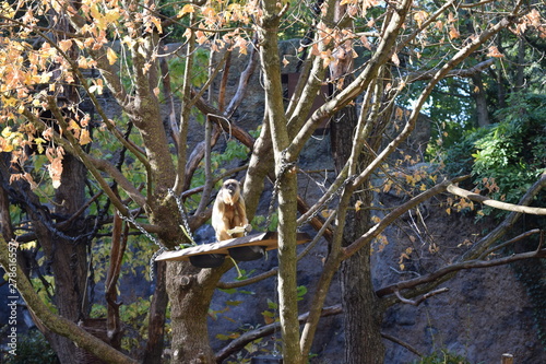 howler monkey 1