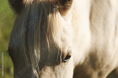 Palomino horse portrait close up on ranch.