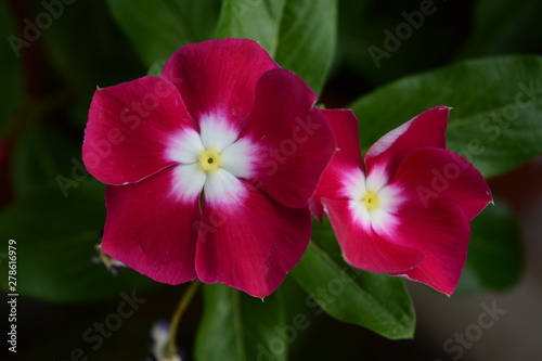 Closeup of two pink wonderful flowers called red periwinkles