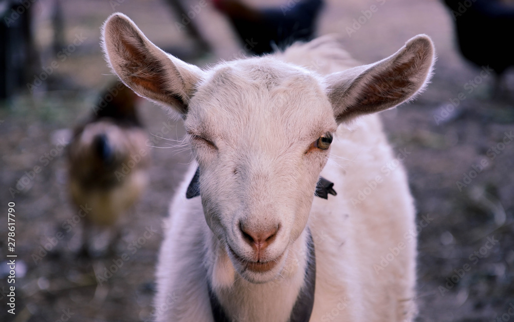 Fototapeta premium goat, village, wink, animal, portrait, rural, close-up, funny, closed eye, pet, farmland