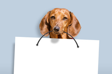 dachshund dog holding white copy space paper in mouth against blue paint wall background front closeup view of animal pet face portrait and empty blank letter design template mockup landscape photo