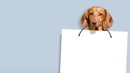 dachshund dog holding white copy space paper in mouth against blue paint wall background front closeup view of animal pet face portrait and empty blank letter design template mockup wide photo