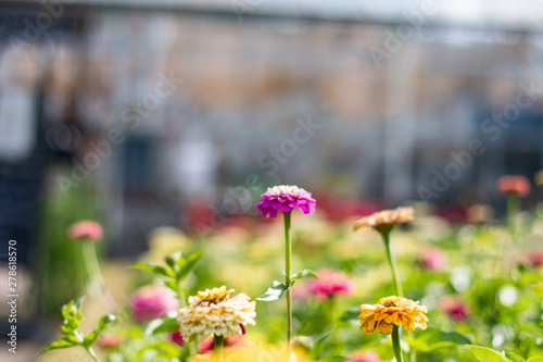 Fototapeta Naklejka Na Ścianę i Meble -  Urban garden with flower in front of a house, close up