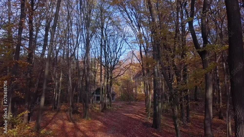 Low level flight over of footpath inside autumn forest Low level flight over of footpath inside autumn forest