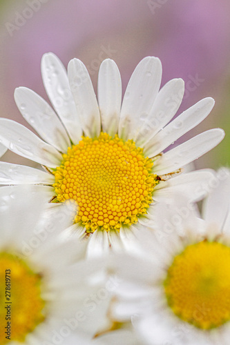 daisies on purple background