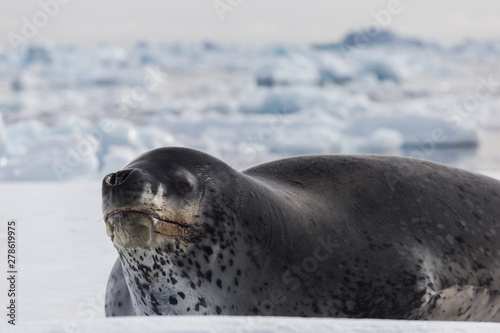 Natural predators of Antarctica region is leopard seal. Relax animal lying on the ice.