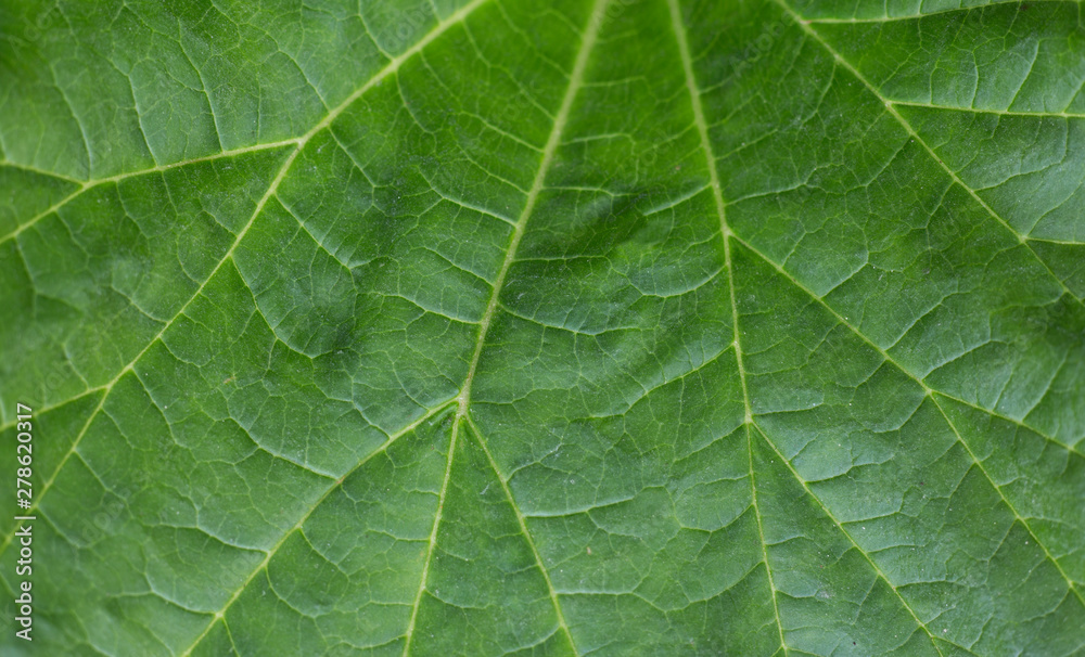 Green macro background. Fresh juicy green leaves of the plant. Long leaves. Green macro background. Fresh juicy green leaves of the plant. Long leaves.