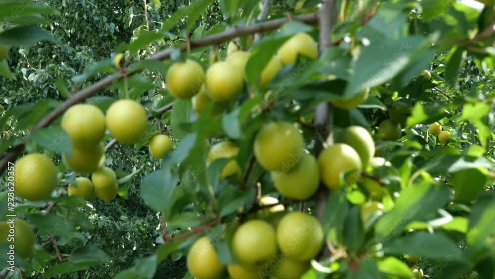 Tree branch with fruits. Abundant immature fruits cherry plum green colors on the branches of a tree swaying in the wind in the garden on sunny day. Selective focus. Close-up. Tree branch with fruits. Abundant immature fruits cherry plum green colors on the branches of a tree swaying in the wind in the garden on sunny day. Selective focus. Close-up.