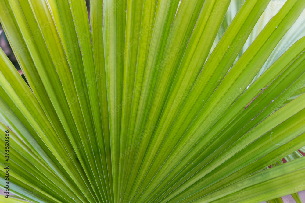 Green background. Fresh juicy green leaves of the plant. Long striped palm leaves. Green background. Fresh juicy green leaves of the plant. Long striped palm leaves.