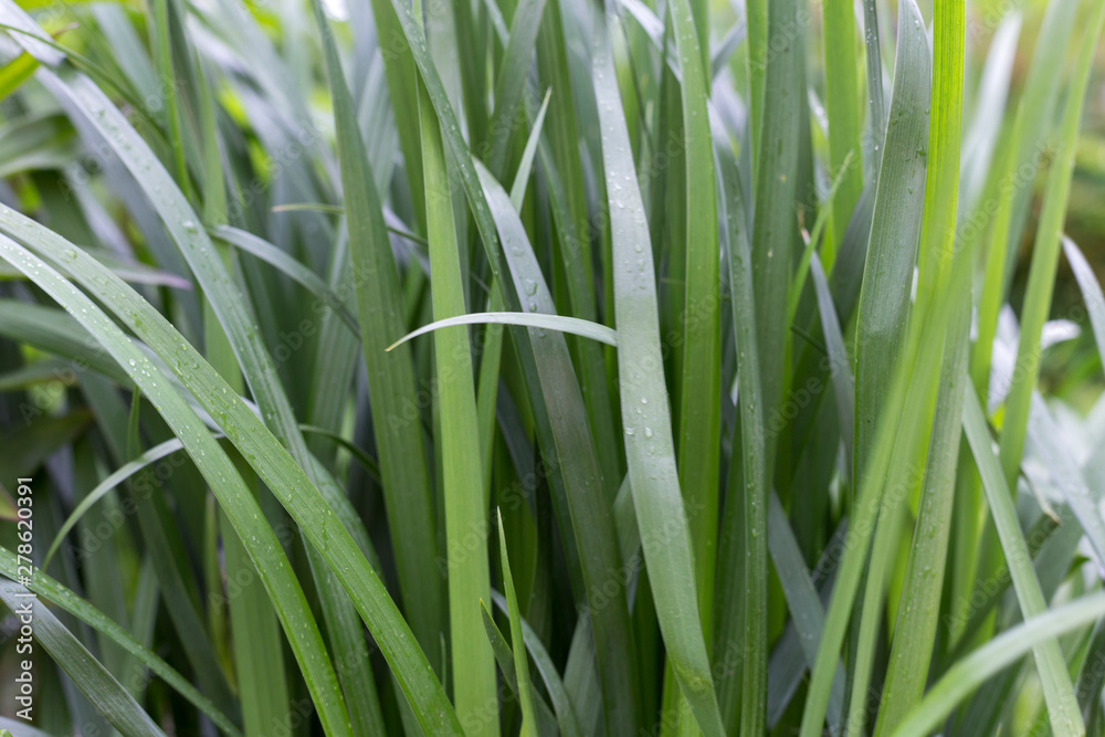 Green background. Fresh juicy green leaves of the plant. Long leaves. Green background. Fresh juicy green leaves of the plant. Long leaves.