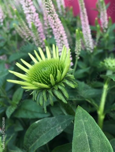 green flower close up