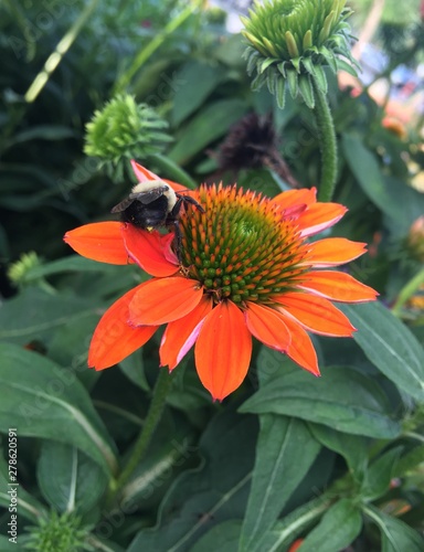 orange Echinacea cone flower bumble bee close up