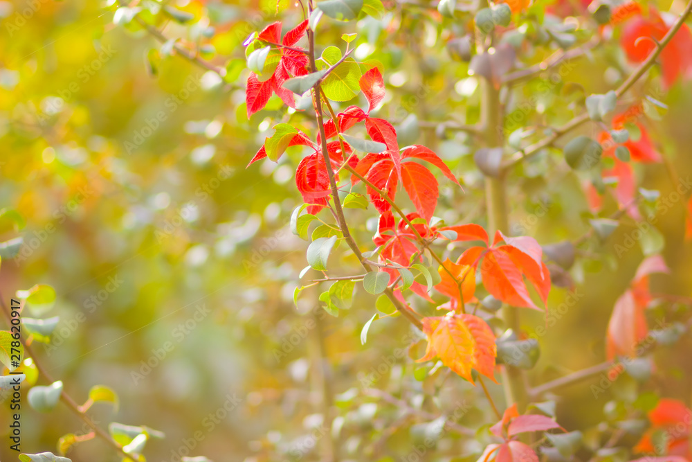 Colorful leaves of wild grapes on a blurred background. Autumn colored leaves in the sun. Background of yellow leaves. Copy space