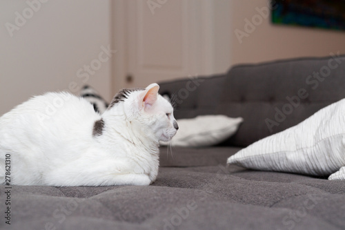 White Cat with Grey Spot