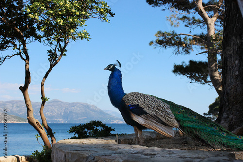 Peacock on beautiful Lokrum Island, Dubrovnik, Croatia photo