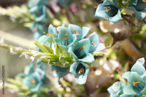 Beautiful turquoise Puya flowers in Botanical Garden of Lokrum island, Croatia. photo